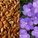 Flax_6