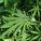 366903_image_large
