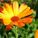 368630_image_large