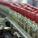 372639_image_large