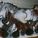 372920_image_large