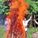 bog_2