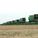 combine_rsm1500_2_h_orig