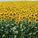 sonnenblumen