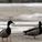 ap_duck2_250x200