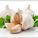 chesnok_big_1278510974392