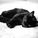 oi_cat_250x200