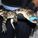 orangenews_crocodile_in_custody_europics1_250x200