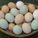 eggs1